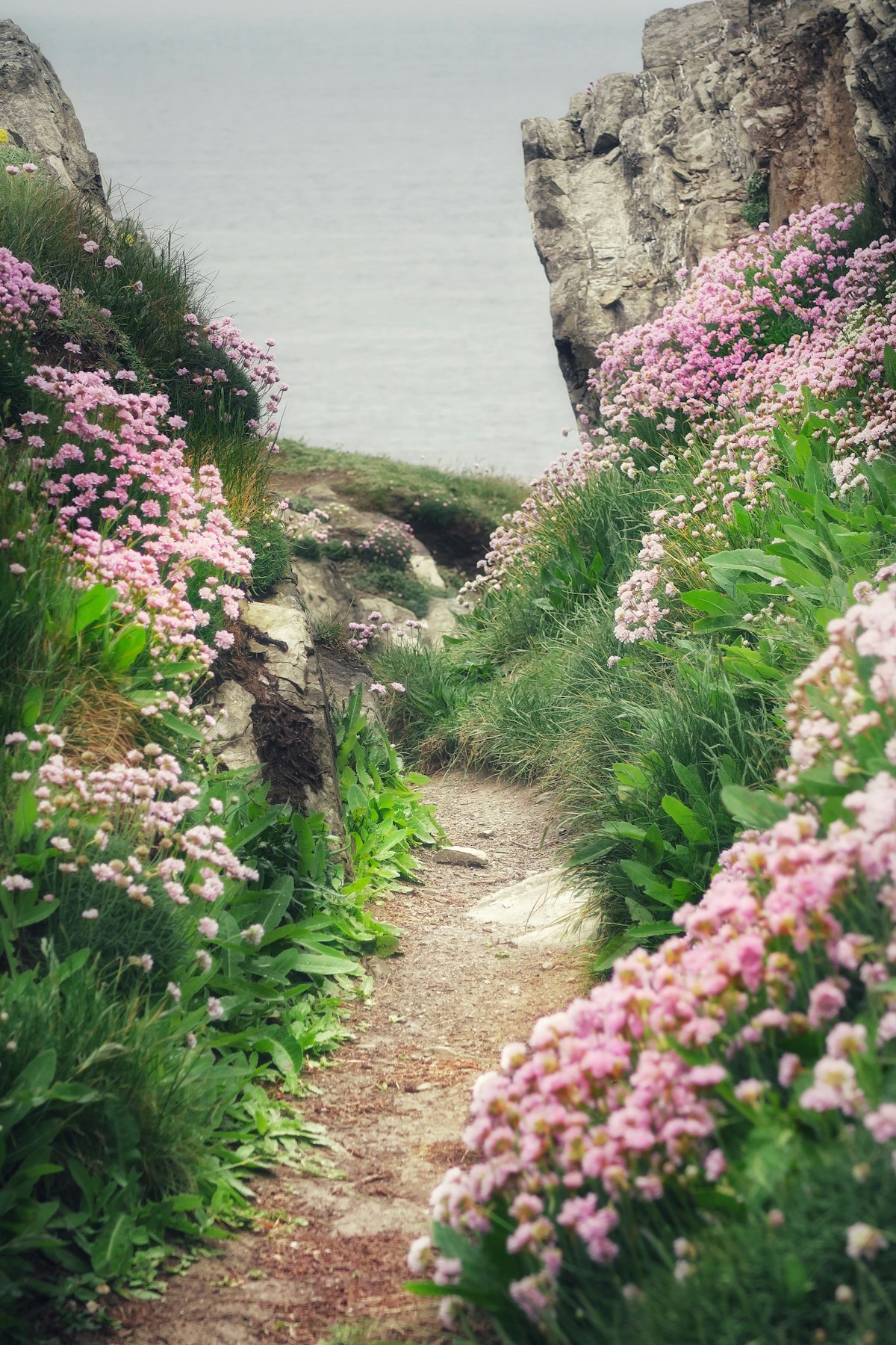Chemin bordé de fleurs dans la lumière