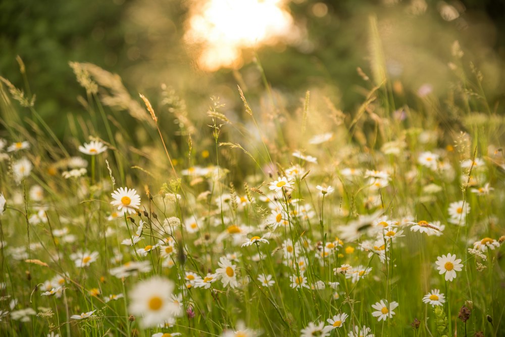 Prairie fleurie dans la lumière du soir